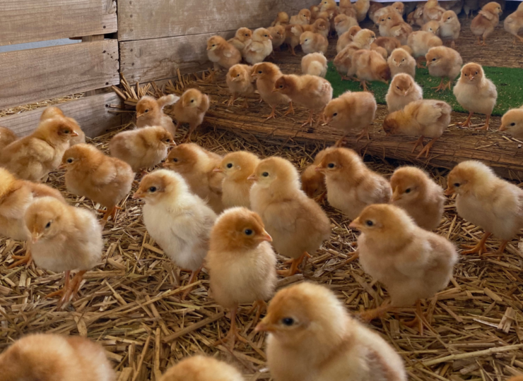 育雛箱（いくすうばこ）の中で、元気に走り回るひよこ達。下には藁が敷き詰められています。この中で28日間、冷暖房は行わず、自然とひよこ達の力だけを頼りに育みます。